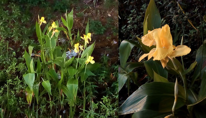 [Two photos spliced together. On the left are multiple plants and blooms. The flowers grow on thin stalks flanked by the large long dark green leaves. On the right is a close view of one large yellow flower with is crinkled-edged petals.  ]